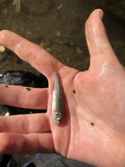 Clinostomus funduloides