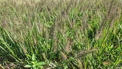 Cenchrus alopecuroides