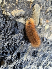 Phragmatobia