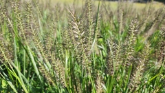 Cenchrus alopecuroides