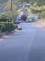 Odocoileus hemionus columbianus