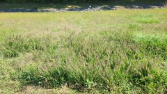 Cenchrus alopecuroides