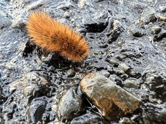 Phragmatobia