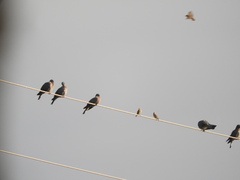 Columba palumbus palumbus