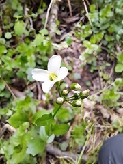 Cardamine bulbosa