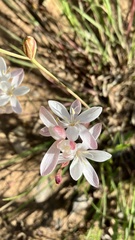 Hesperantha cucullata
