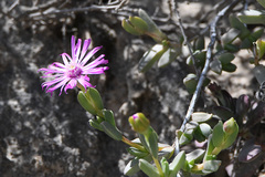 Ruschia cymbifolia