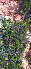 Macledium spinosum