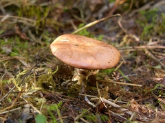 Gomphidius subroseus