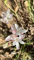 Hesperantha cucullata