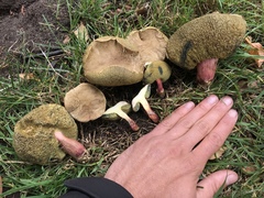 Xerocomellus salicicola
