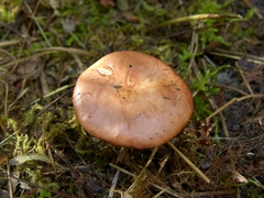 Gomphidius subroseus