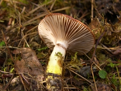 Gomphidius subroseus