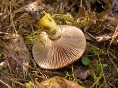 Gomphidius subroseus