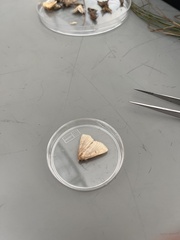 Erannis tiliaria