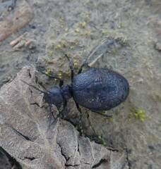 Meloe rugosus
