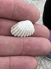 Cardites floridanus