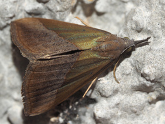 Hypena lividalis
