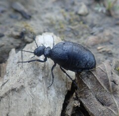 Meloe rugosus
