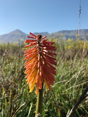 Kniphofia
