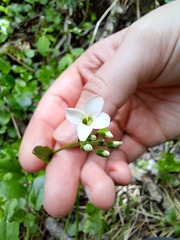 Cardamine bulbosa