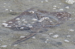 Beringraja binoculata