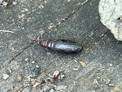 Zomaria interruptolineana