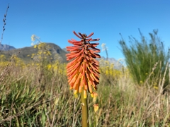 Kniphofia