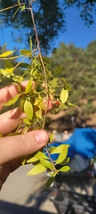 Maytenus boaria