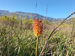 Kniphofia