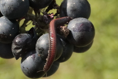 Ommatoiulus sabulosus