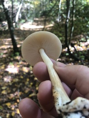 Amanita