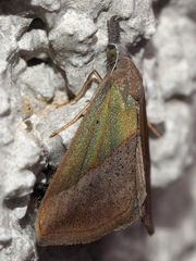 Hypena lividalis