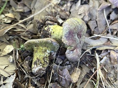 Hypomyces luteovirens