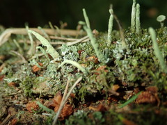 Cladonia coniocraea