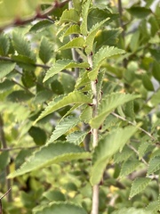 Ulmus pumila