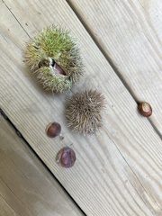 Castanea mollissima