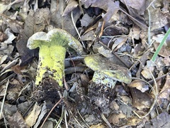 Hypomyces luteovirens