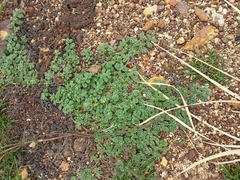 Coldenia procumbens