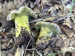 Hypomyces luteovirens