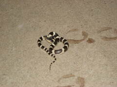 Rhinocheilus lecontei