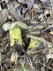 Hypomyces luteovirens