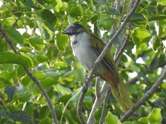 Saltator atriceps