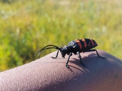 Ceroplesis capensis
