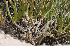 Crassula muscosa