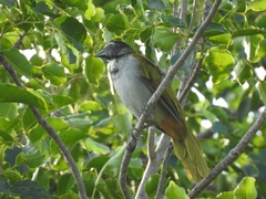 Saltator atriceps