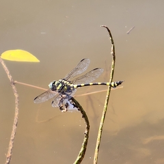 Ictinogomphus rapax