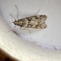 Eudonia angustea
