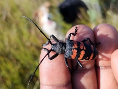 Ceroplesis capensis