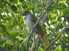 Saltator atriceps